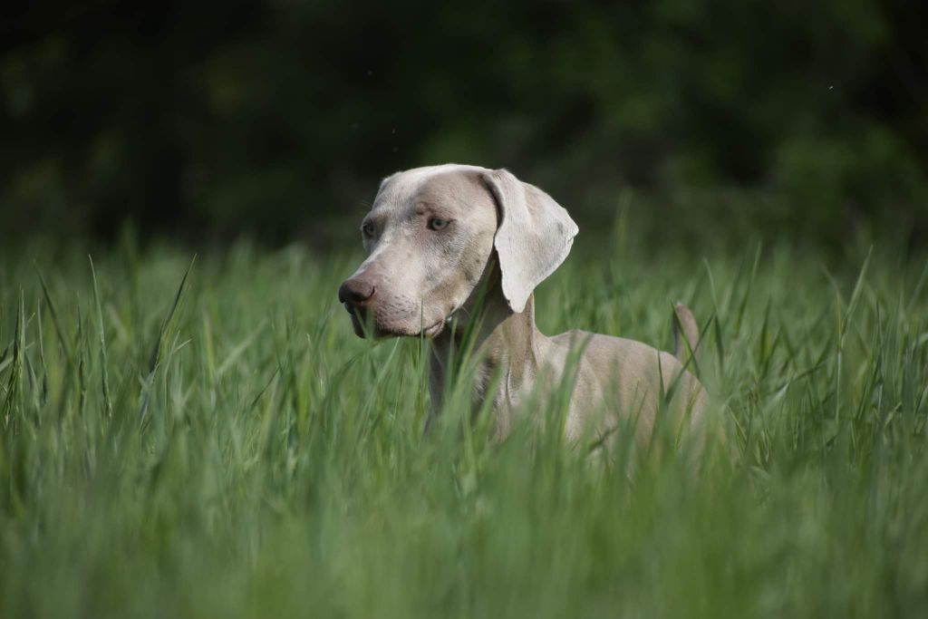 du colombier de bel air - GRAND PRIX DES CHIENS DE CHASSE 17 JUIN 2023