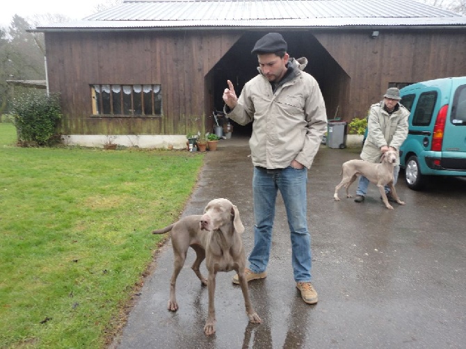 du colombier de bel air - FURIA DINO naissance 7 chiots 5 F 2 M