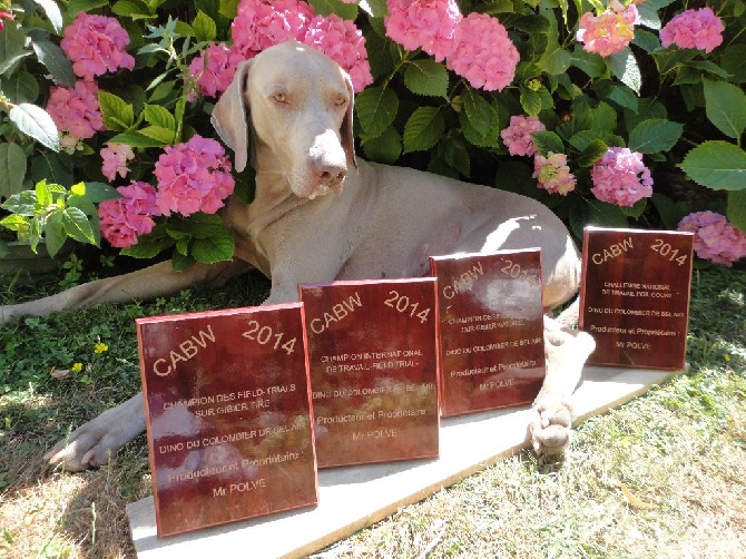 du colombier de bel air - 2014 MES 4 TITRES DE CHAMPIONS .....