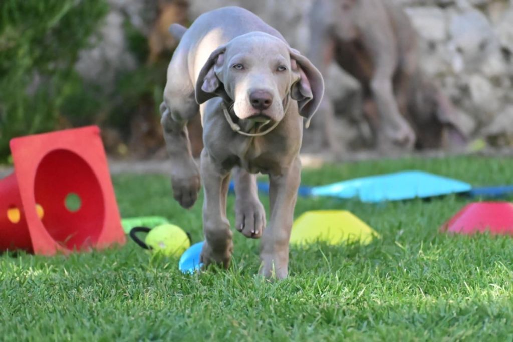 du colombier de bel air - Chiots disponibles - Braque de Weimar