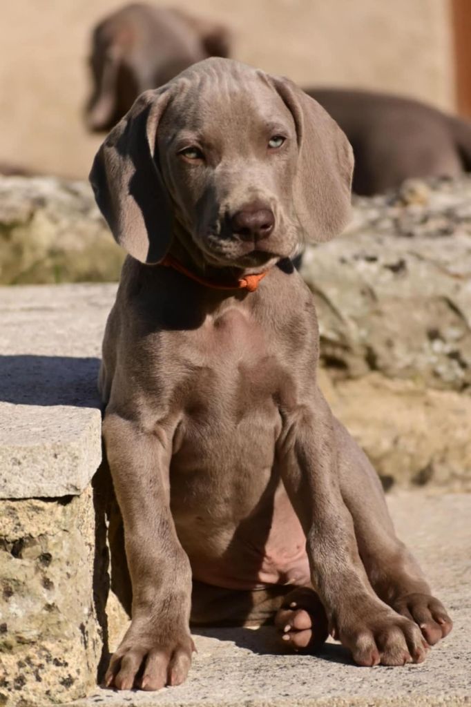 du colombier de bel air - Chiots disponibles - Braque de Weimar